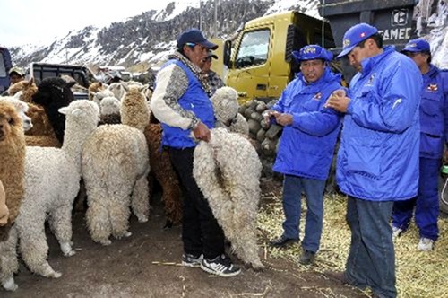 Chính phủ Peru tổ chức phát quà cứu trợ tới người dân bị ảnh hưởng bởi giá rét (Nguồn: Andina)