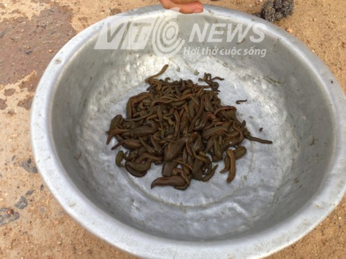 Ngày nay, đỉa ít còn được sử dụng trong Đông Y  