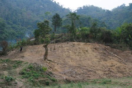 Ảnh minh họa (ThienNhien.Net)