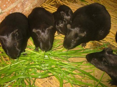 Ảnh: Nông nghiệp Việt Nam