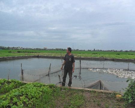 Người nông dân chuyển đổi sang nuôi trồng thủy sản hiệu quả hơn trồng lúa