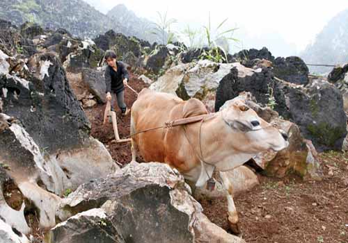 Nhờ có loại lưỡi cày đặc biệt này mà người Mông có thể canh tác, trồng trọt được trên vùng cao nguyên đá Đồng Văn