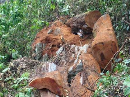 Phá rừng là hiện tượng nhức nhối tại nhiều địa phương (Ảnh: ThienNhien.Net)