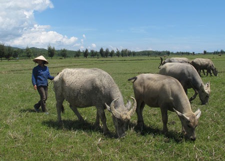 Nhiều cánh đồng "bờ xôi ruộng mật" ở Quảng Bình thành bãi chăn trâu (Ảnh: Dân việt)