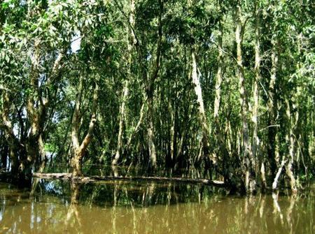 Rừng tràm U Minh Hạ (Ảnh: Nông nghiệp Việt Nam) 
