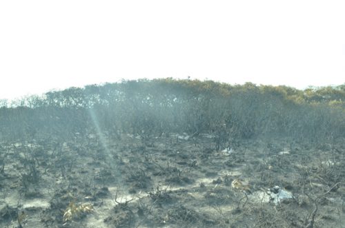 Khoảng 3 ha rừng tràm tự nhiên quý đã bị trơ rụi sau vụ cháy (Ảnh: Thiên Thư/Báo An ninh Thủ đô)