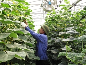 Ảnh minh họa: Nguyễn Văn Nhật/TTXVN