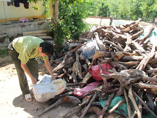Gốc, rễ trắc tang vật bị thu giữ tại Hạt Kiểm lâm Krông Pa, tỉnh Gia Lai (Ảnh: Hoàng Thanh/www.nld.com.vn)