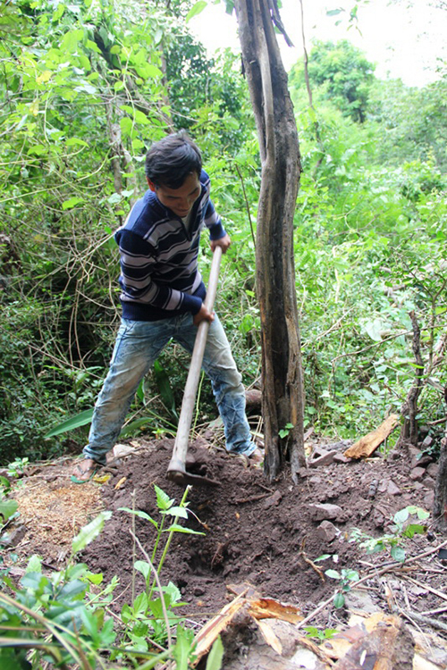 Người dân xã Chư Rcăm, huyện Krông Pa, tỉnh Gia Lai bỏ rẫy đi đào gỗ trắc vì bán được giá cao (Ảnh: Hoàng thanh/www.nld.com.vn)
