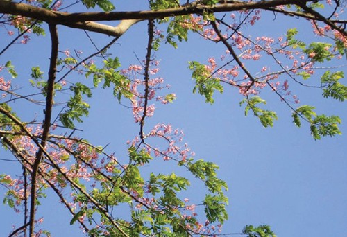 Cây ô môi mùa hoa nở (Ảnh: Báo Doanh nhân Sài Gòn điện tử)