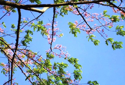 Ngọt ngào ô môi