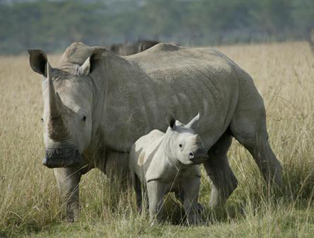 Trung bình mỗi ngày có tới hai cá thể tê giác Nam Phi bị giết hại trái phép để lấy sừng (Ảnh minh họa: Báo Hải Quan)
