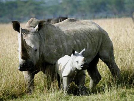 “Sừng tê giác có độc và giá trị chỉ tương đương sừng trâu”