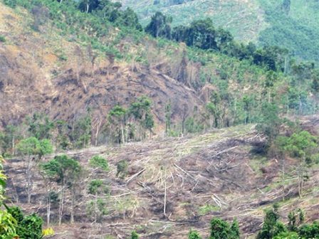 Rừng thuộc tiểu khu 229 và 236A bị người dân chặt phá tan hoang. (Ảnh: Đức Ngọc/Nld.com.vn)