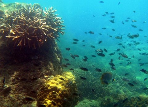 Một góc rạn san hô Rạn Trào (Ảnh: MCD)