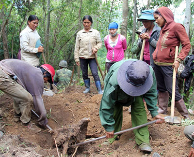 Người dân đào bới tìm gốc huỳnh đàn (Ảnh: Quang Hồi/Quân đội Nhân dân) 