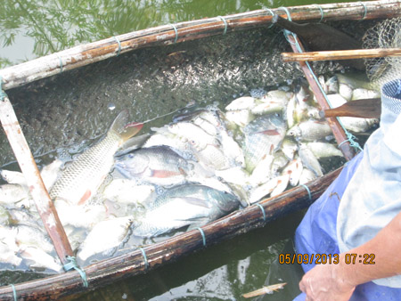 Nguồn nước thải độc hại của Nhà máy Tinh bột sắn Thừa Thiên- Huế khiến cá tại hồ Bàu Sen chết hàng loạt (Ảnh: Dân Việt)