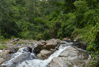 Rừng nguyên sinh ở huyện Bác Ái, Ninh Thuận (Ảnh: Thiên Bình/Đại đoàn kết) 
