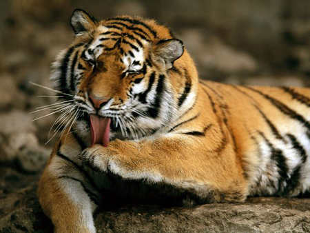 Loài hổ Amur (Ảnh: Internet/Báo Tin tức) 