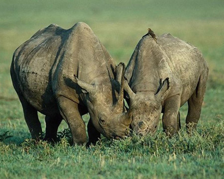 Nạn buôn bán sừng tê giác vẫn ngày càng gia tăng và chưa có dấu hiệu thuyên giảm (Ảnh: tongcuclamnghiep.gov.vn)