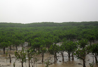 Trồng rừng ngập mặn "tường xanh chắn sóng” tại Quảng Ninh (Ảnh: Đại Đoàn Kết)