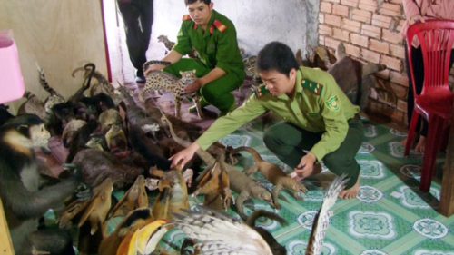 Lực lượng chức năng thu giữ các sản phẩm, tiêu bản động vật hoang dã tại nhà ông Phạm Công Nhân