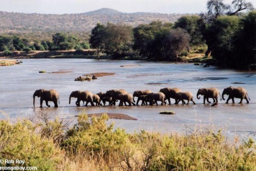 Một đàn voi châu Phi đang băng qua sông ở Kenya