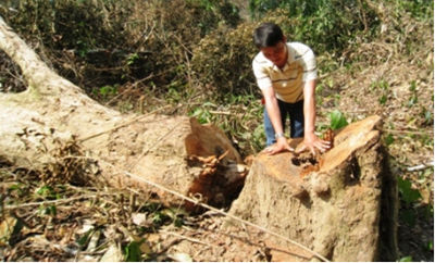 Hiện trường đợt phát rừng với danh nghĩa là lấy đất trồng rừng mới nhằm khai thác những cây gỗ lớn tại khu vực rừng đầu nguồn khe Sến vào năm 2012.