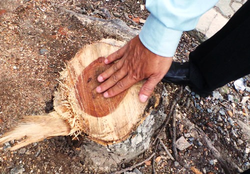 Cây sưa đỏ bị cưa sát tận gốc (Ảnh: N. Quyết/www.nld.com.vn)