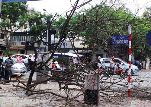 Phần thân cành còn lại của cây sưa đã trụi lá do cây có dấu hiệu chết khô được một thời gian (Ảnh: N. Quyết/www.nld.com.vn)