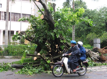 Bão số 10 gây đổ nhiều cây cối ở TP Huế (Ảnh: VGP/Thế Phong)