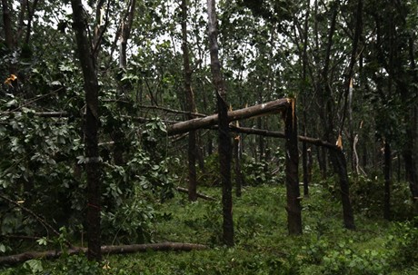 Quảng Trị có hàng nghìn ha cao su tiểu điền bị gãy đổ do bão (Ảnh: VGP/Thế Phong)