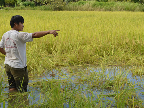 Voi rừng phá nát gần 2 sào lúa của gia đình anh Nguyễn Minh Khôi ở thôn 5, thị trấn Ea Súp, huyện Ea Súp (Ảnh: Cao Nguyên/www.nld.com.vn)