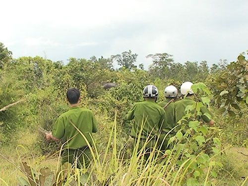 Các lực lượng chức năng và người dân địa phương đang xua đuổi voi rừng ra khỏi khu vực canh tác (Ảnh: Cao Nguyên/www.nld.com.vn)