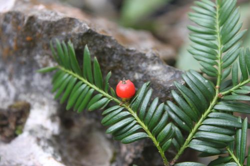 Thông đỏ (Taxus chinensis) - Ảnh: PanNature