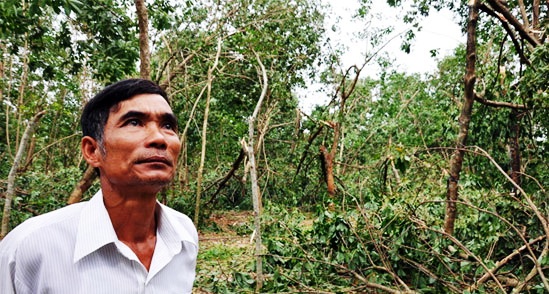 Anh Lê Phước Xuân ở Vĩnh Linh thất thần trước gia tài là vườn cao su đang độ sung sức, cho thu hoạch bị bão quét đổ tan tành (Ảnh: TTO/sgtt.vn)