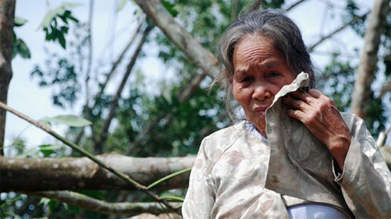 Một người dân ứa nước mắt nhìn lại vườn cao su nhà mình sau trận bão (Ảnh: TTO/sgtt.vn)