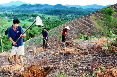 Người dân trồng rừng (Ảnh: Báo Tuyên Quang)