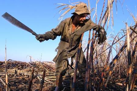 Một nông dân Cuba đang thu hoạch mía (Ảnh: kairosphotos.photoshelter.com)