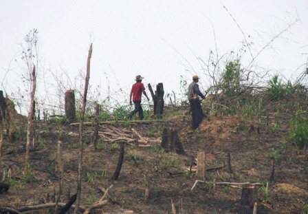 Ảnh minh họa (ThienNhien.Net)