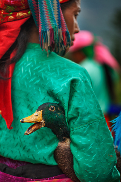 Cắp vịt ra chợ