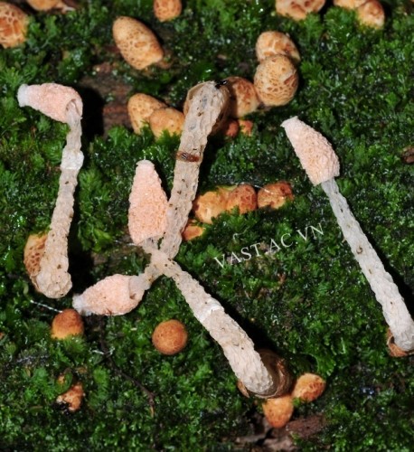 Loài nấm lõ Drewes (Phallus drewesii)¬ chụp tại Vườn Quốc gia Bidoup – Núi Bà. (Ảnh: Nguyễn Thanh Thảo)
