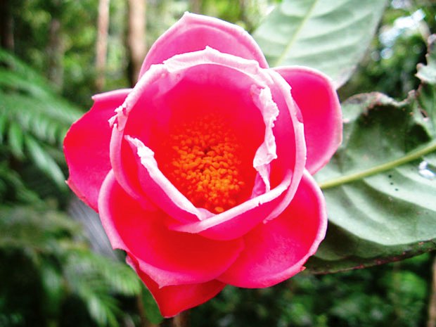 Trà hoa Krempf phát hiện được hoa có màu đỏ gạch, đường kính 5,5 – 7cm (Ảnh:  Nhóm nghiên cứu cung cấp)