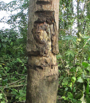 Một cây rừng bị cắt vỏ cho chết dần để bị xóa sổ (Ảnh: H.MINH)