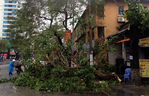 Đường phố Hạ Long sáng nay ngổn ngang cây đổ do bão. Ảnh: Đỗ Thành Nam/Vnexpreess