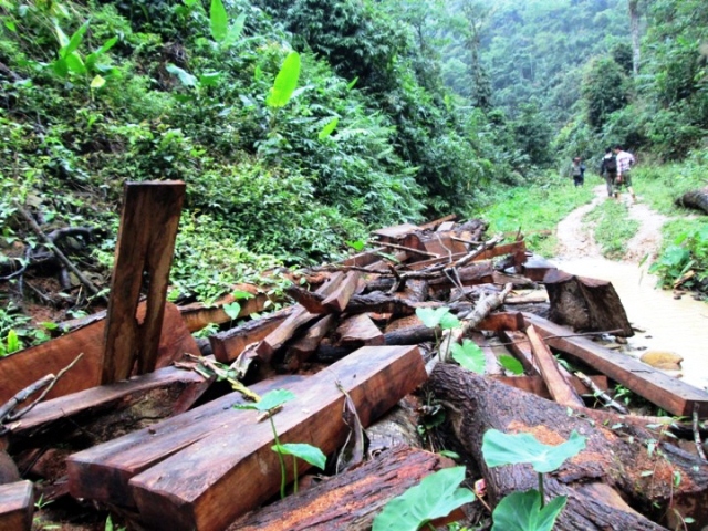 Một điểm tập kết gỗ lậu chờ đưa đi tiêu thụ (Ảnh: Nguyễn Văn Trình/TTXVN) 