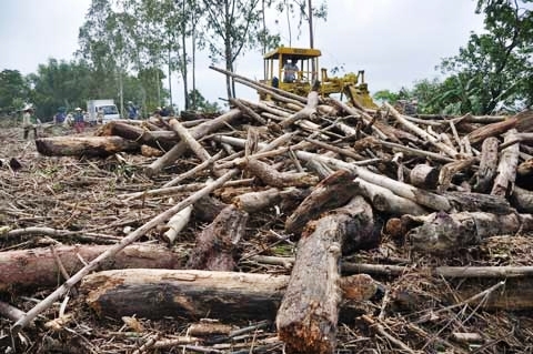 Một rừng gỗ ở khu vực giáp ránh giữa xã Tịnh Minh và Tịnh Bắc