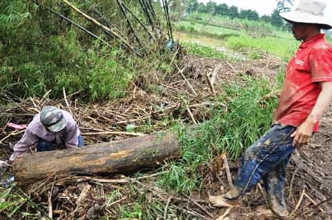 Hai người đàn ông cố đẩy một khúc gỗ có đường kính 60 cm vào bờ