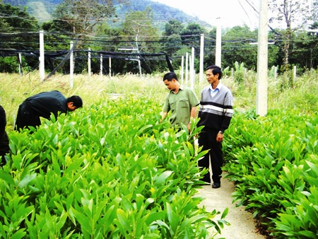 Vườn cây giống của Công ty Lâm nghiệp Ea Wy tại huyện Ea H’Leo, Đăk Lăk (Ảnh minh họa: Dân Việt)