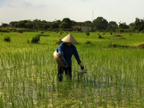 Sử dụng phân người đã ủ kỹ để bón ruộng ở Hà Nam (Ảnh: Nguyễn Việt Hùng/CENPHER)